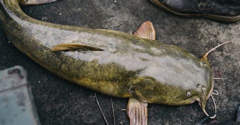 The Beginner's Guide to Catfish Noodling .
